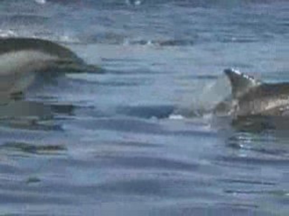 Show des Dauphins