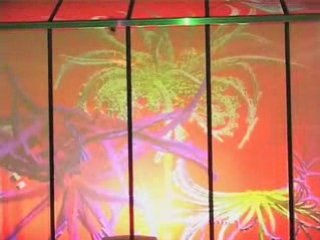 Fractal Flowers in Vitro 2008