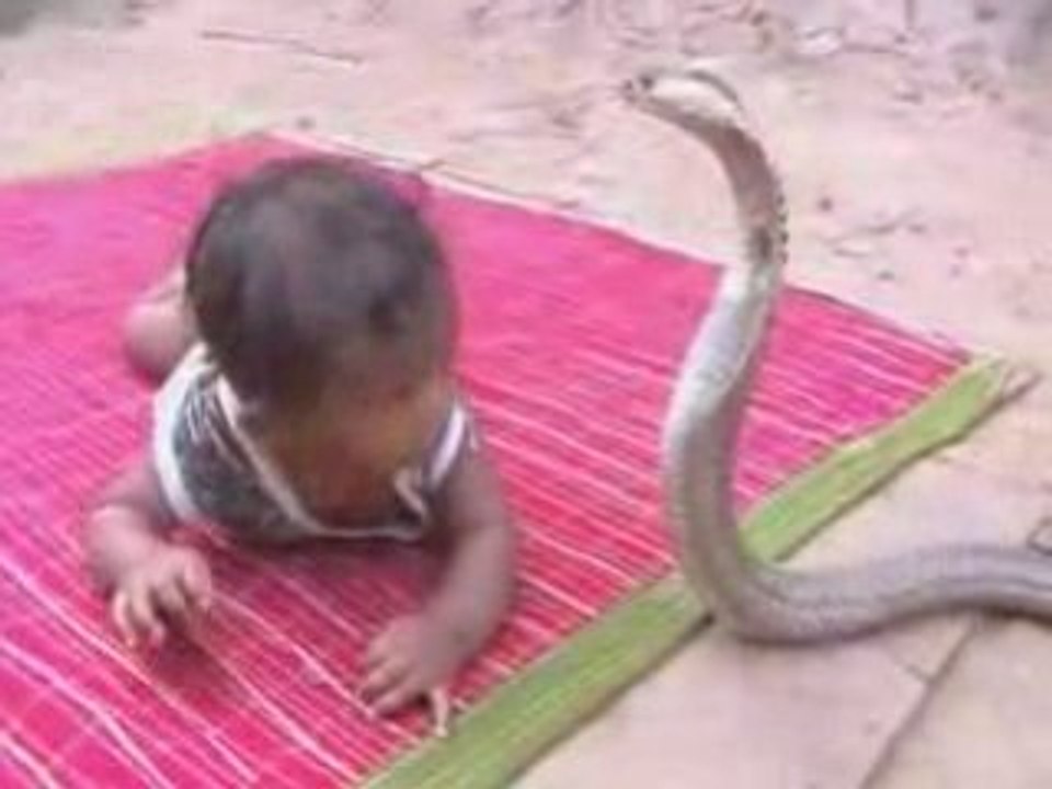 THE serpent à lunettes se fait maltraiter - Vidéo Dailymotion