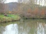 Peche de la carpe en surface au pain en hiver