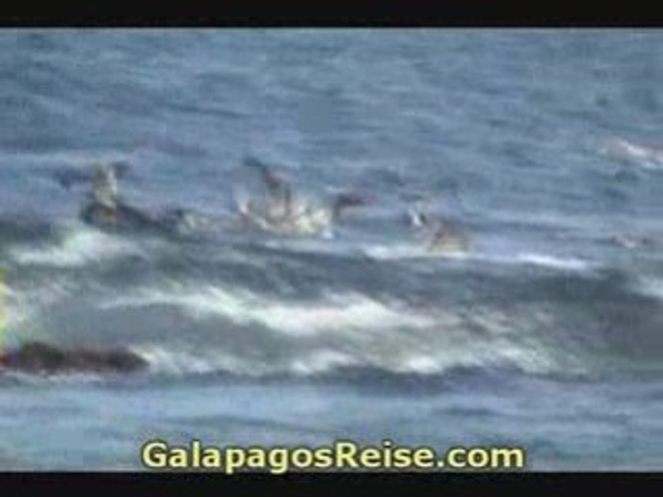 The Galapagos Islands - Video Part 11