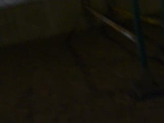 Cours d'obstacle Pimpé et moi