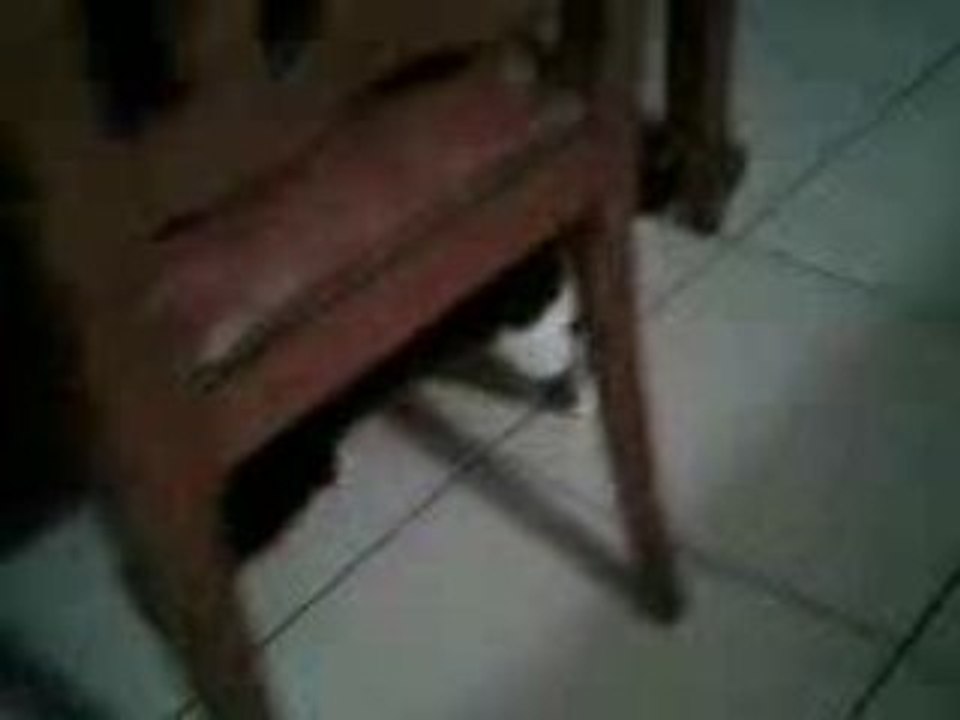 Julot