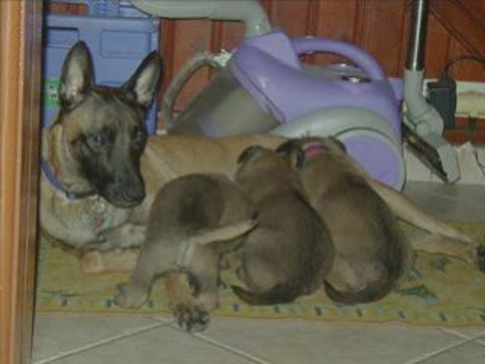 Photos Cannelle et ses petits 2 - 4 semaines (2)