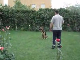 Vonlegal Köpek Eğitim Merkezi