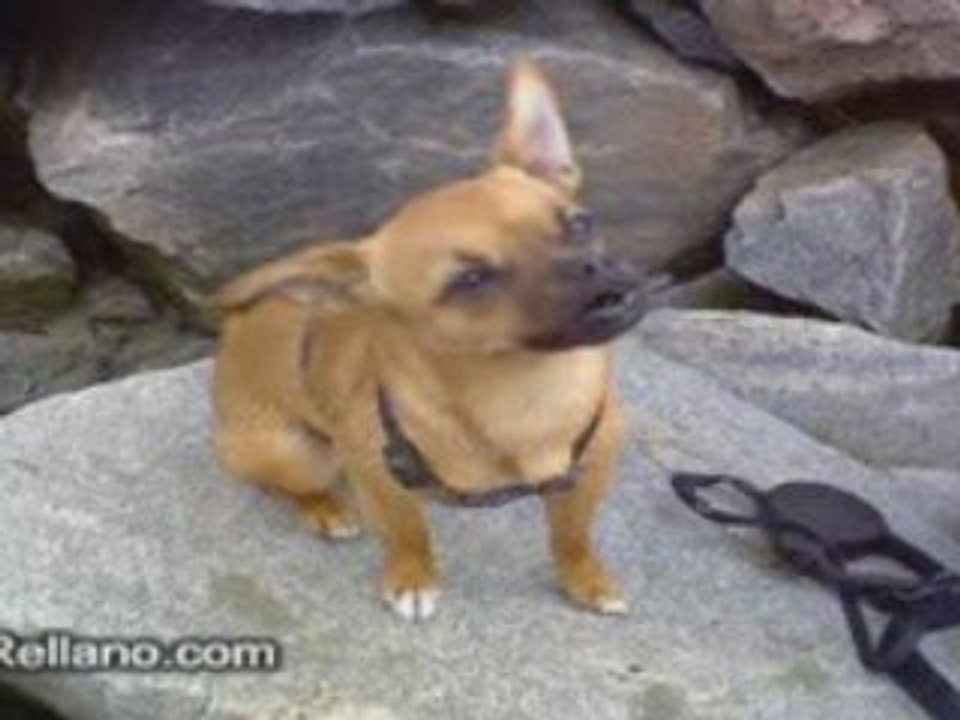 Perro cantando flamenco