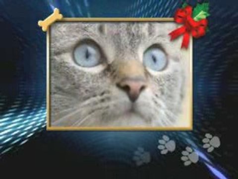 ADOPT A PET for the HOLIDAYS! JUDGE DAVID YOUNG SENT YOU!