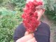 Anthony Ruffa Wild Edible Plants - Sumac Berries