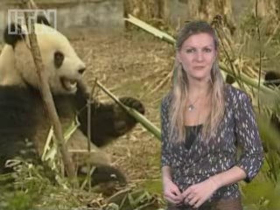 Beijing pandas symbolising unity arrive in Taiwan