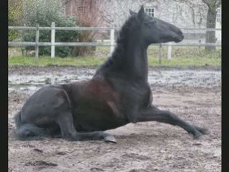 Poney au padd