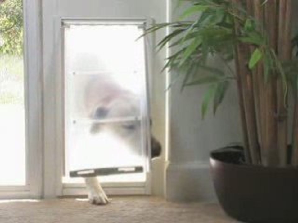 DoggieDoors - Petsafe Pet Doors For Your Dog or Cat