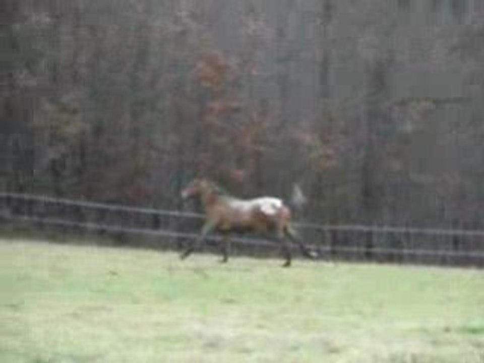 Prince a la traine