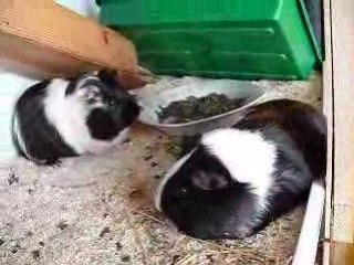 Cochon d'inde tout le monde dort à part une