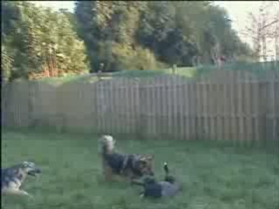 Djune, royce, chouquette et valkane ca bouge