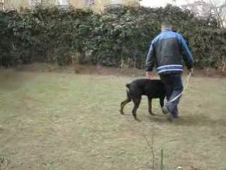 Vonlegal Köpek Eğitim Merkezi | Video - 14