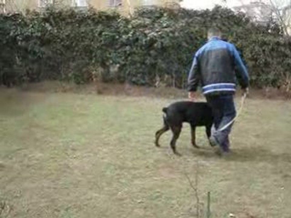 Vonlegal Köpek Eğitim Merkezi | Video - 14