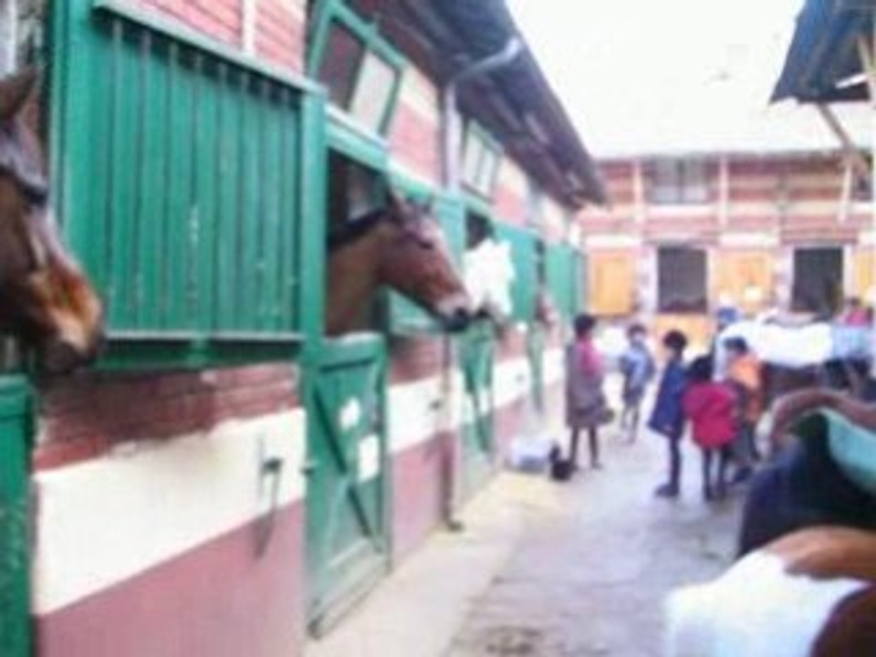CHBV ruade cabré