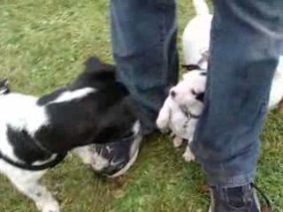 Jack russel party xD