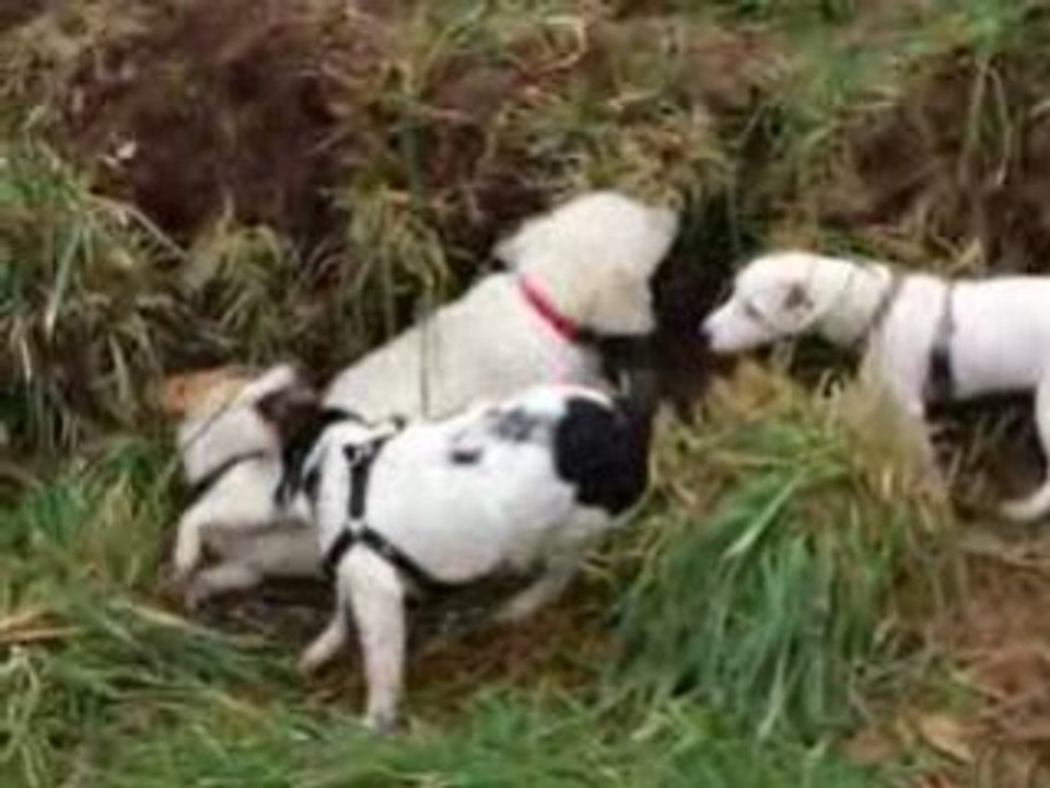 Rencontre Jack russel