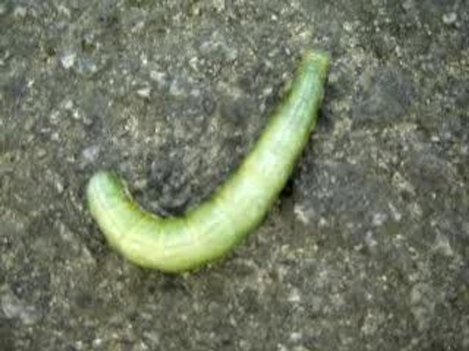 caterpillar