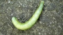 caterpillar