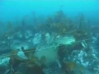 Paragat - Parakete - Barikat - Baragadi sualtı görüntüleri