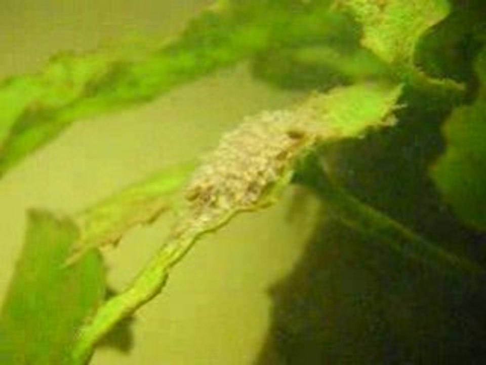 alevins scalaires à dos rouges