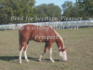 Beautiful Paint Colt in Bastrop County Texas