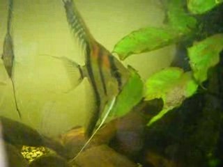 couple reproducteur de scalaire à dos rouge(avec leur ponte)