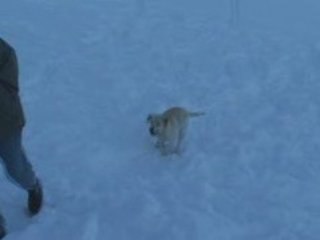 Chiens au Col de Gleize - 071208