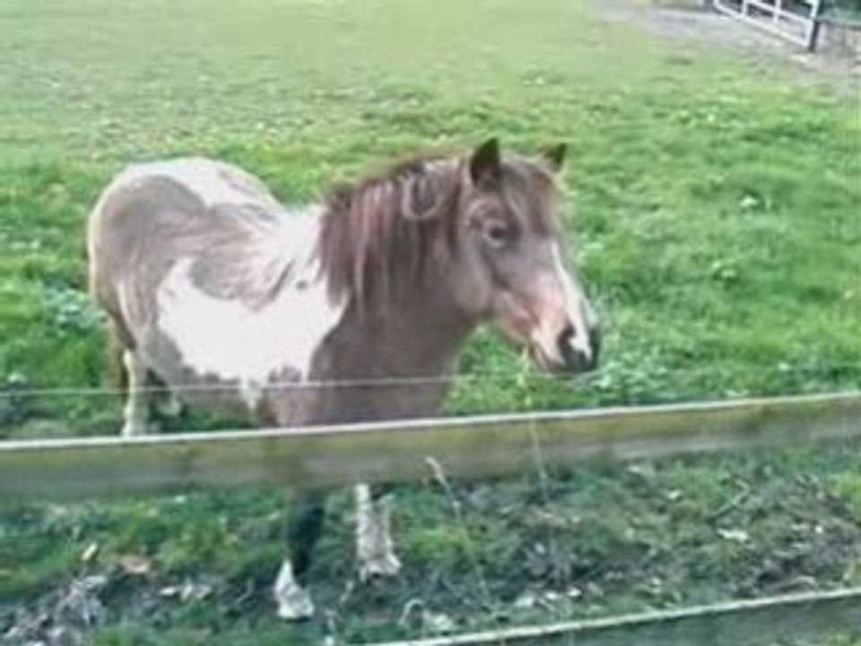 Bonjours de la Crinière Grise