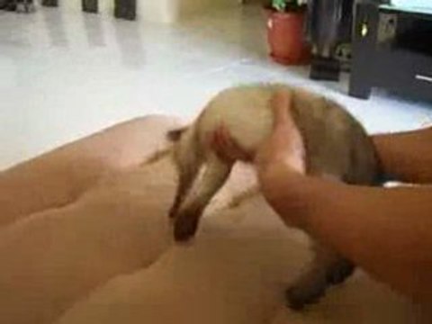 Chat siamois endormi