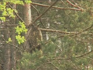 Hibou Grand Duc Europeen