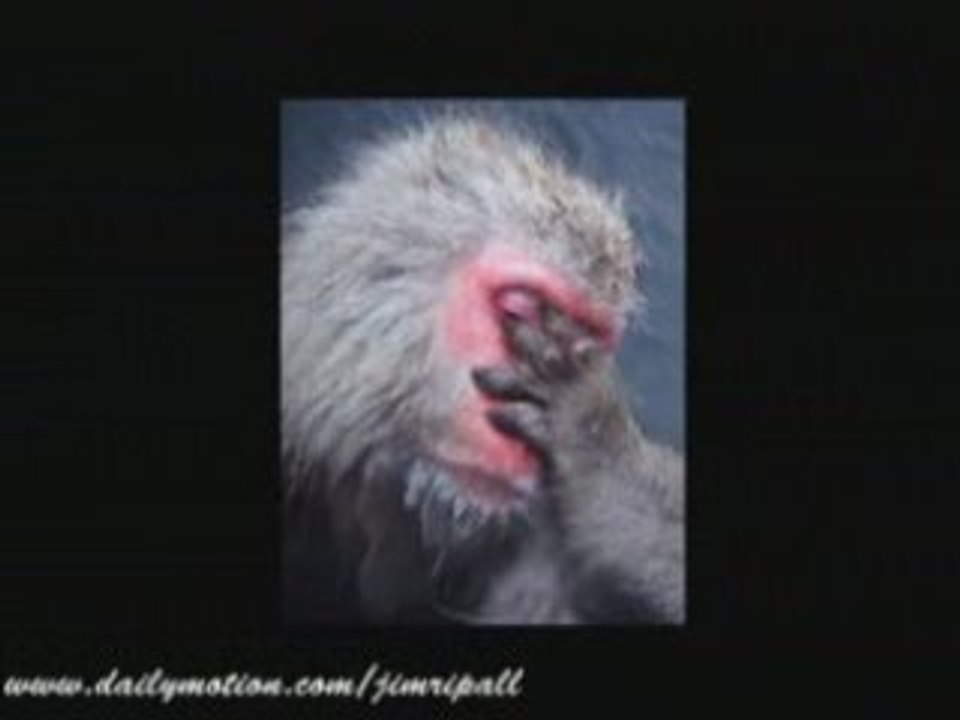 WildLife