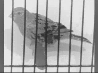 QUATRE ACCORDS  Ch10 Le Canari derrière sa cage