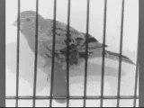 QUATRE ACCORDS  Ch10 Le Canari derrière sa cage