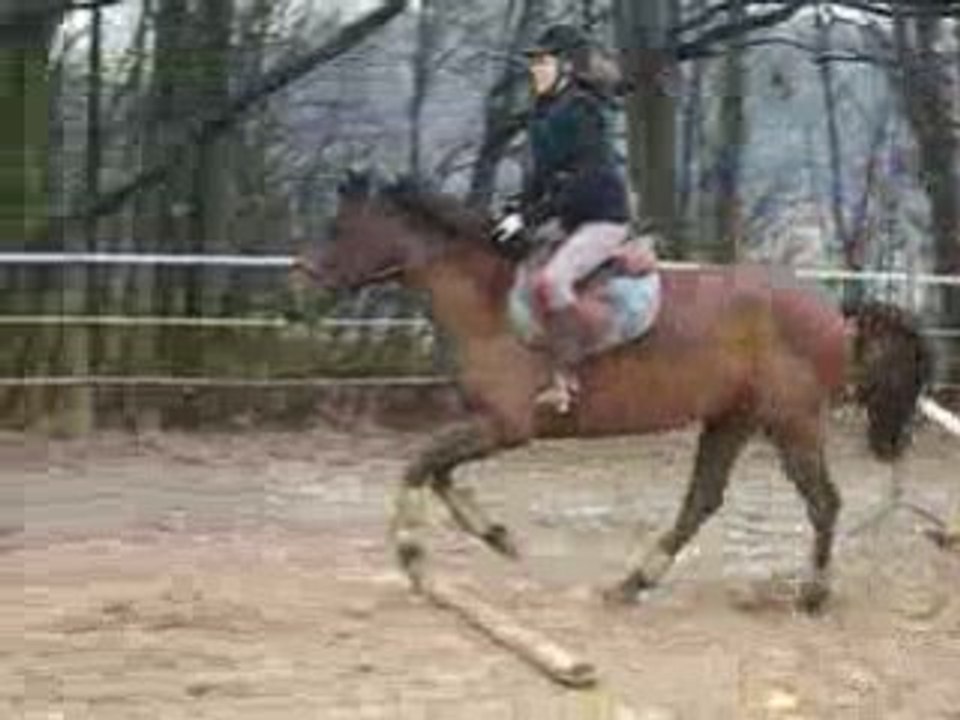Cours Galop 5 samedi 20/12/08