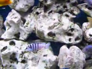 Labidochromis Chisumulae