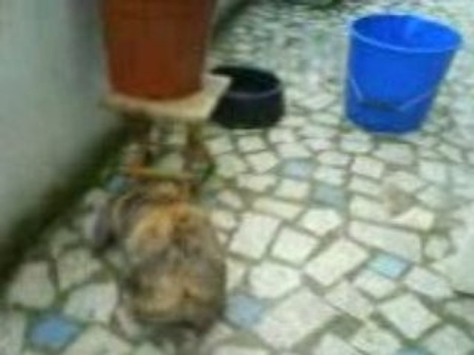 La dure vie de lapin ( Pinousitting Le balcon 2)