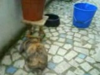 La dure vie de lapin ( Pinousitting Le balcon 2)
