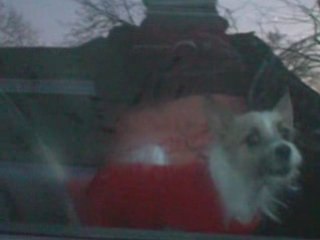 Le chien du pere noel. 00