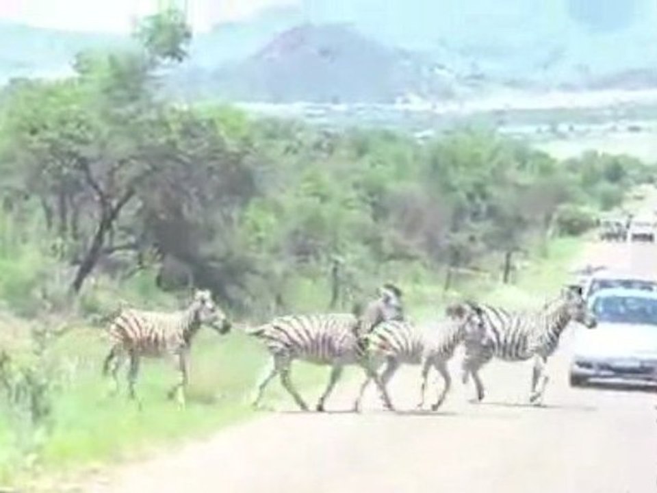 Zebra cross road