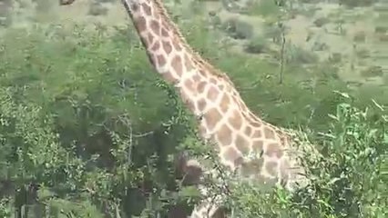 Giraffe crosses street