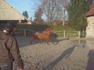 Zoltan en saut (: