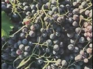 AMAP au Festival Science Frontières