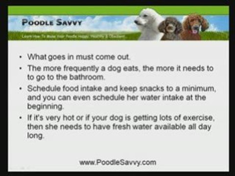 Poodle Training: Four Helpful Tips In Housebreaking