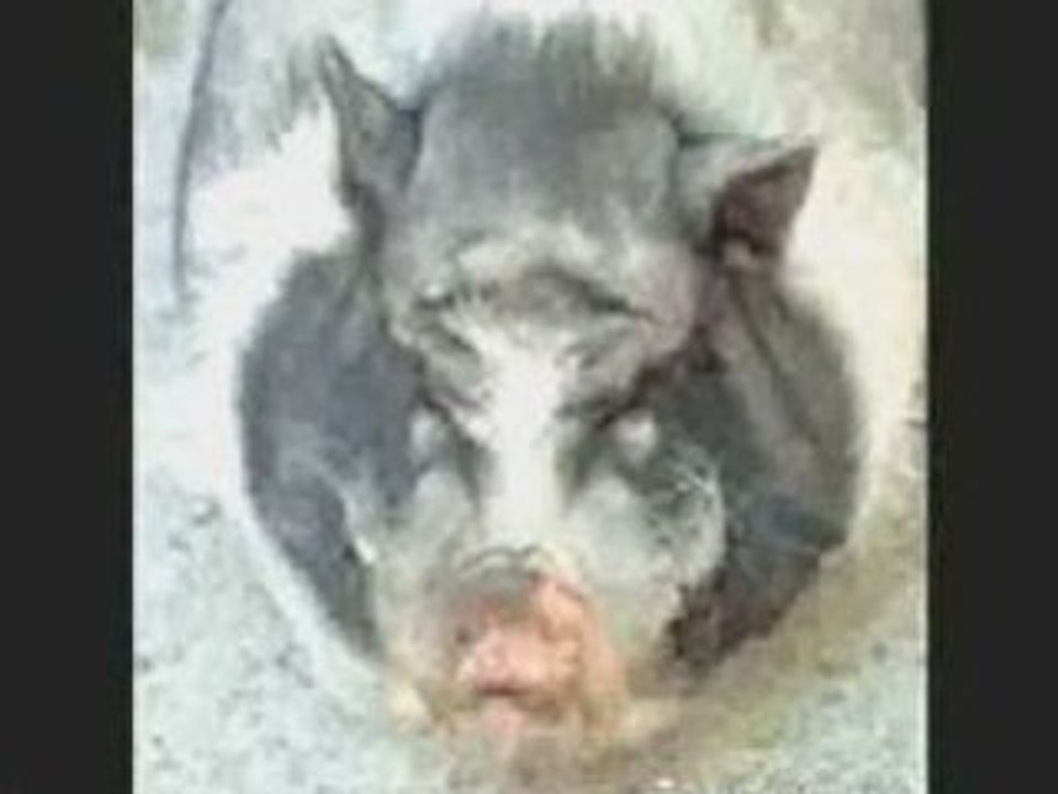 Manner Sind Schweine - Die Arzte