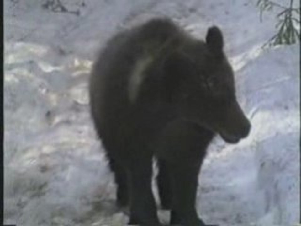 Bear In Pleasure
