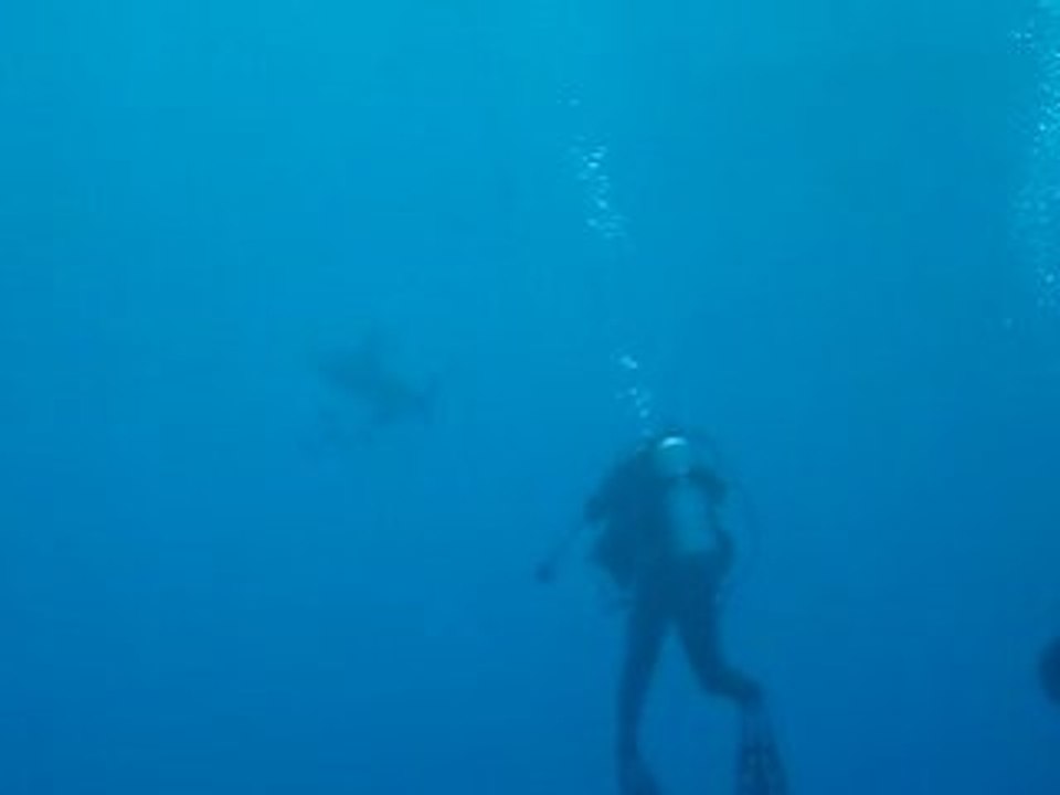 Moi prenant en photo un Requin Océanique sur Daedalus Reef