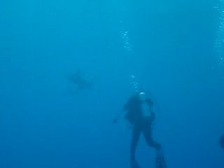 Moi prenant en photo un Requin Océanique sur Daedalus Reef